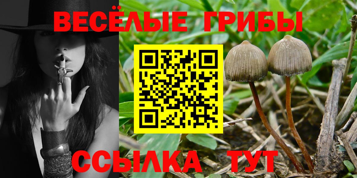 Псилоцибиновые грибы Psilocybe Омск